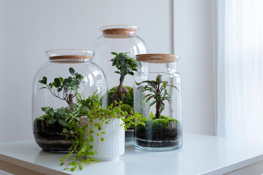 Choosing the Right Terrarium Plants and Top 5 Terrariums for Your Indoor Garden 1 terrarium plants