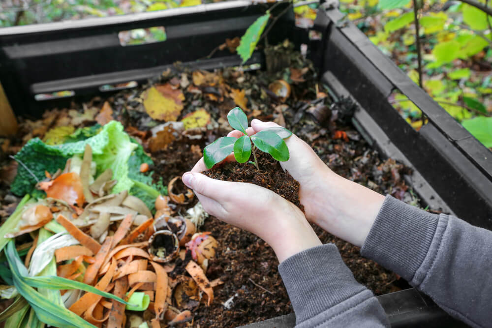 10 Best Indoor Plant Soil and Compost for Houseplant Growth 2 compost