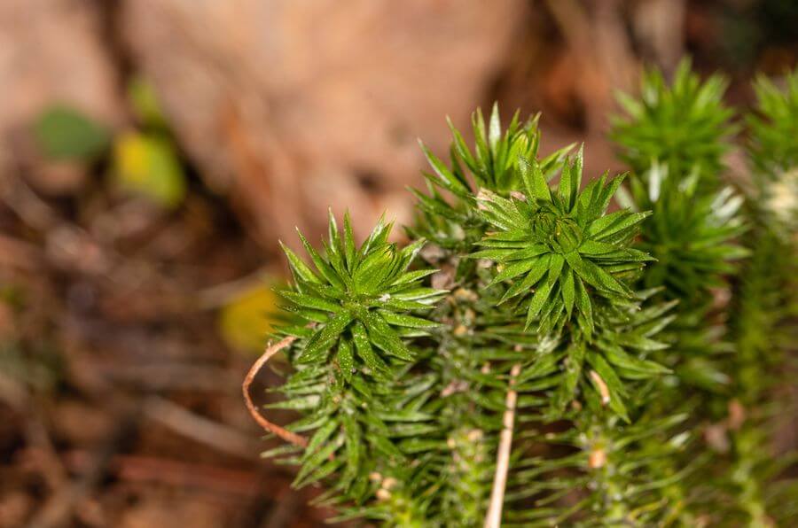 Choosing the Right Terrarium Plants and Top 5 Terrariums for Your Indoor Garden 6 golden clubmoss indoor garden plant