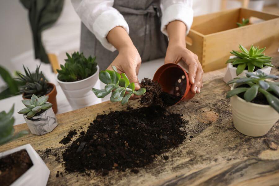 repot indoor plants - a rootbound houseplant lifted from its pot beside fresh potting mix
