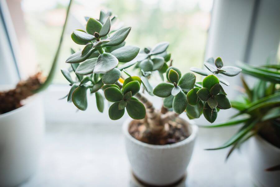 Choosing the Right Terrarium Plants and Top 5 Terrariums for Your Indoor Garden 4 jade indoor garden plant