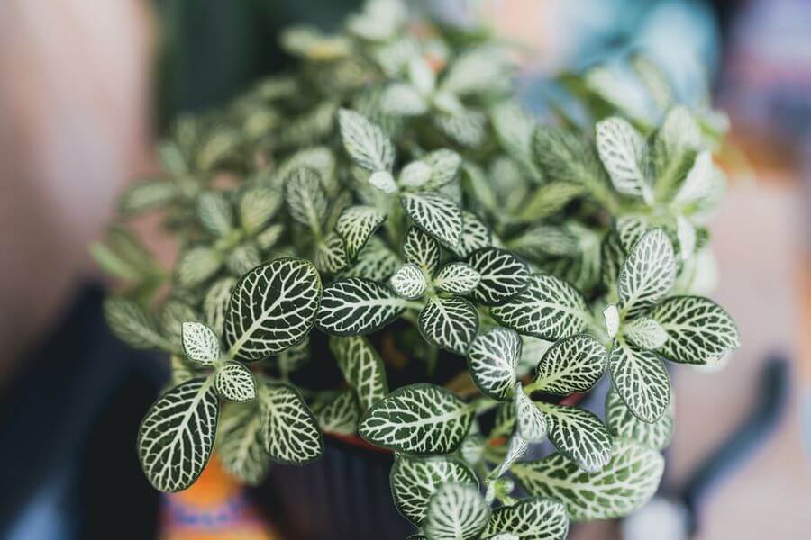 Choosing the Right Terrarium Plants and Top 5 Terrariums for Your Indoor Garden 9 nerve plants