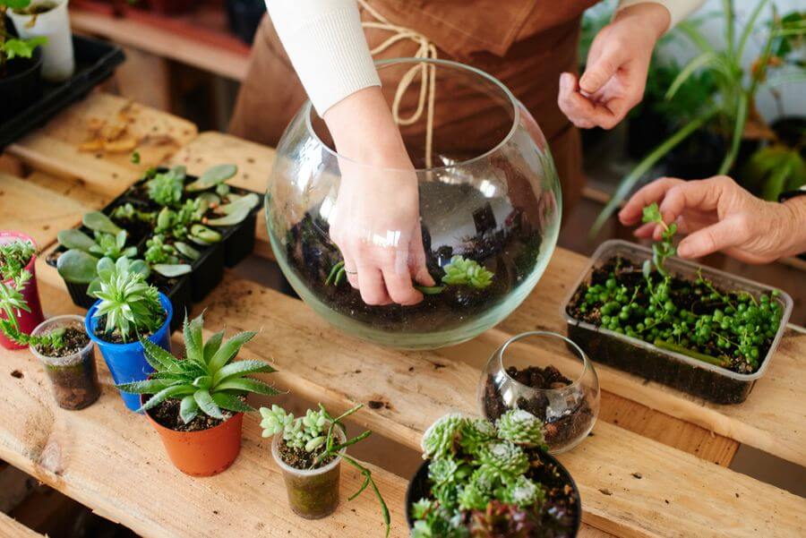 Choosing the Right Terrarium Plants and Top 5 Terrariums for Your Indoor Garden 14 open terrarium