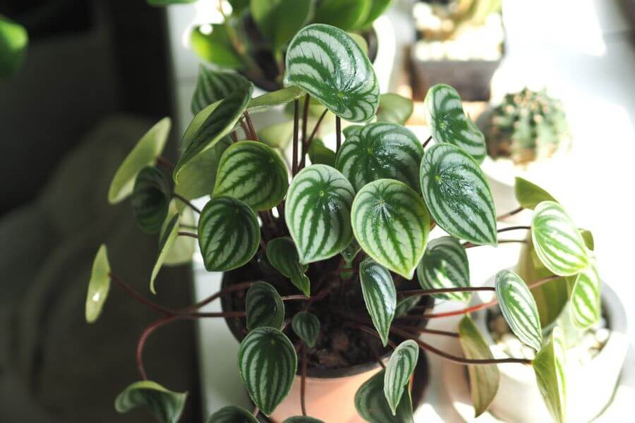 Choosing the Right Terrarium Plants and Top 5 Terrariums for Your Indoor Garden 5 peperomia indoor garden plant