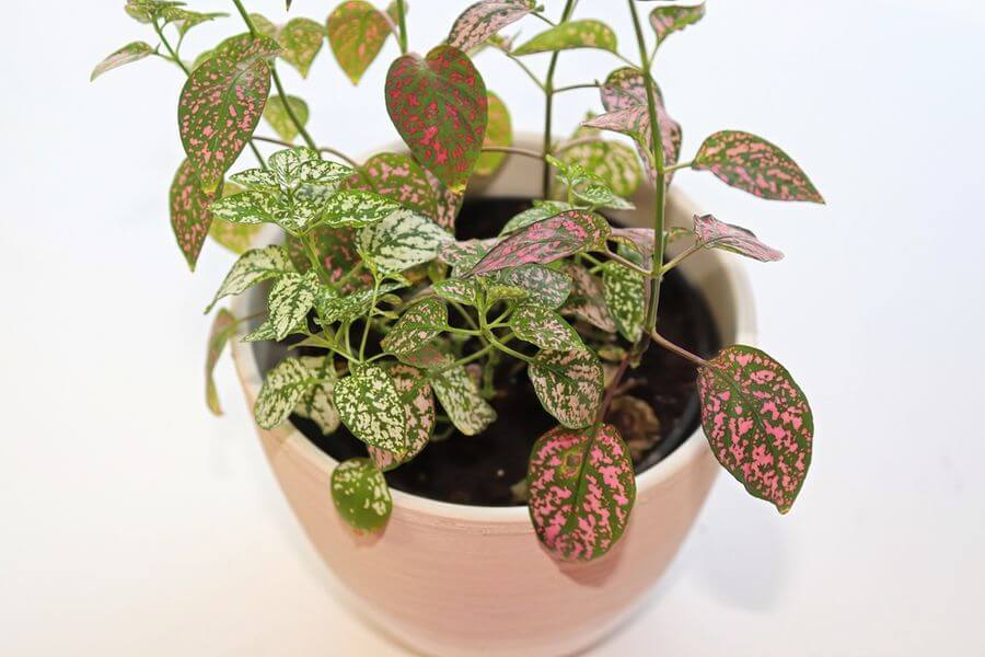 Choosing the Right Terrarium Plants and Top 5 Terrariums for Your Indoor Garden 13 polka dots plants