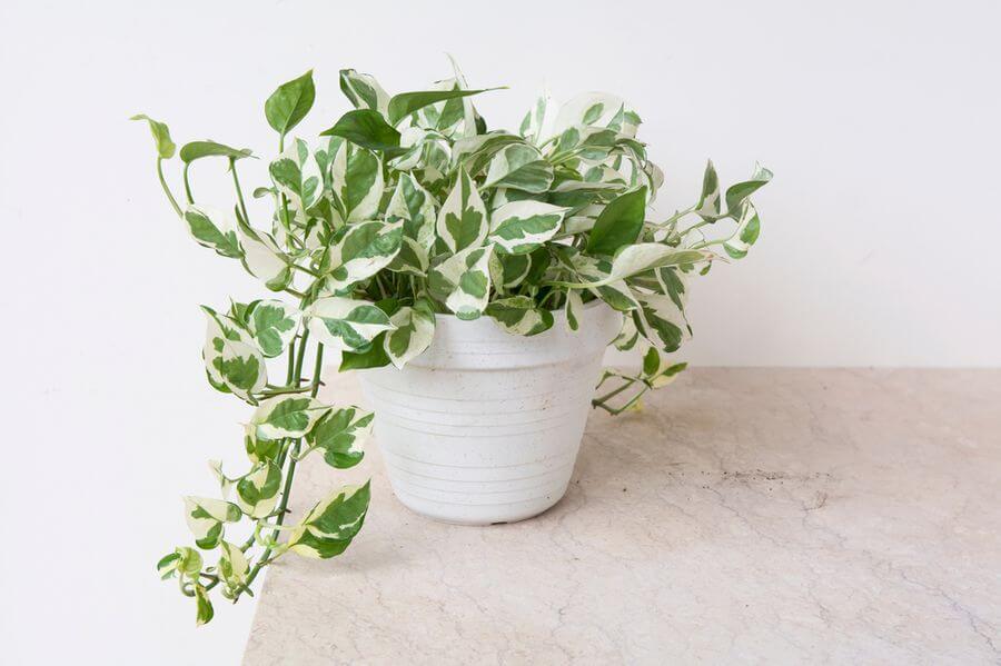 Choosing the Right Terrarium Plants and Top 5 Terrariums for Your Indoor Garden 7 golden pothos indoor garden plant