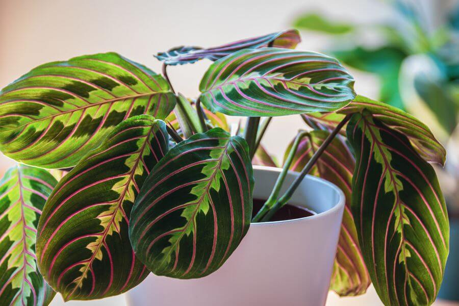 Choosing the Right Terrarium Plants and Top 5 Terrariums for Your Indoor Garden 12 prayer plants