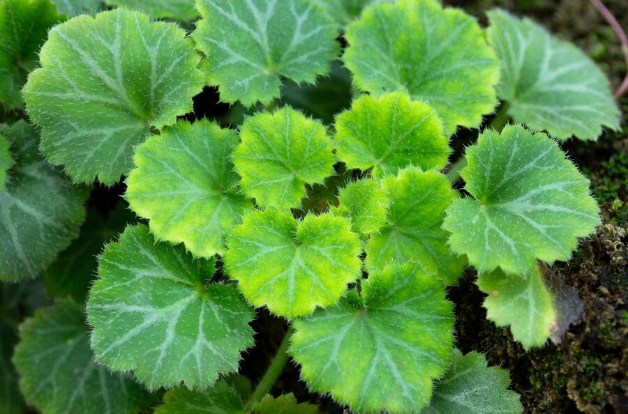 Choosing the Right Terrarium Plants and Top 5 Terrariums for Your Indoor Garden 11 strawberry begonia plants