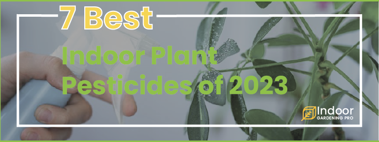 Read more about the article 9 Common Indoor Plant Pests and How to Prevent Them