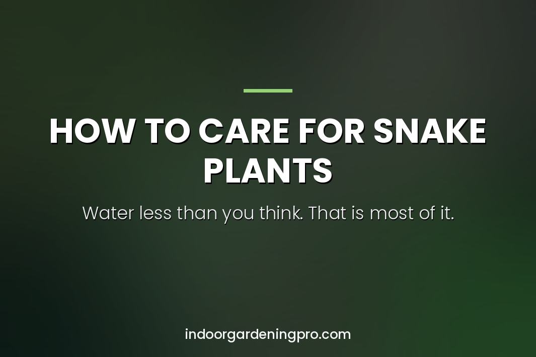how to care for snake plants