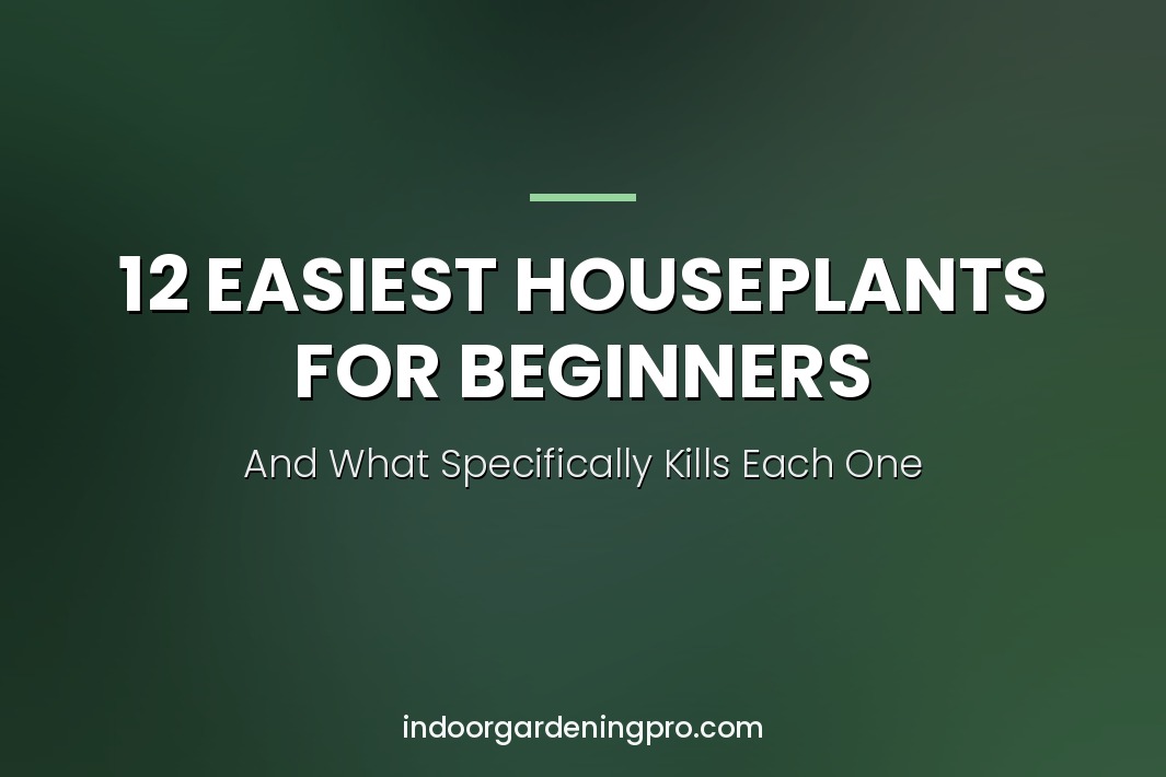 easiest houseplants for beginners - twelve hard to kill indoor plants matched to your light